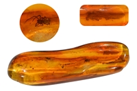 Arachnides sp et  Asilides sp